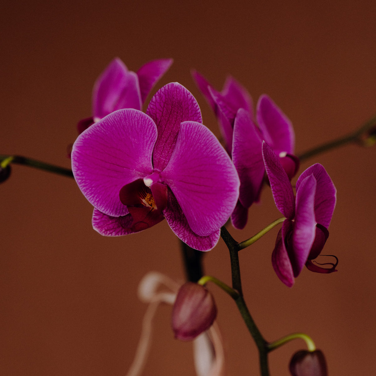 Pink Phalaenopsis Orchid plant