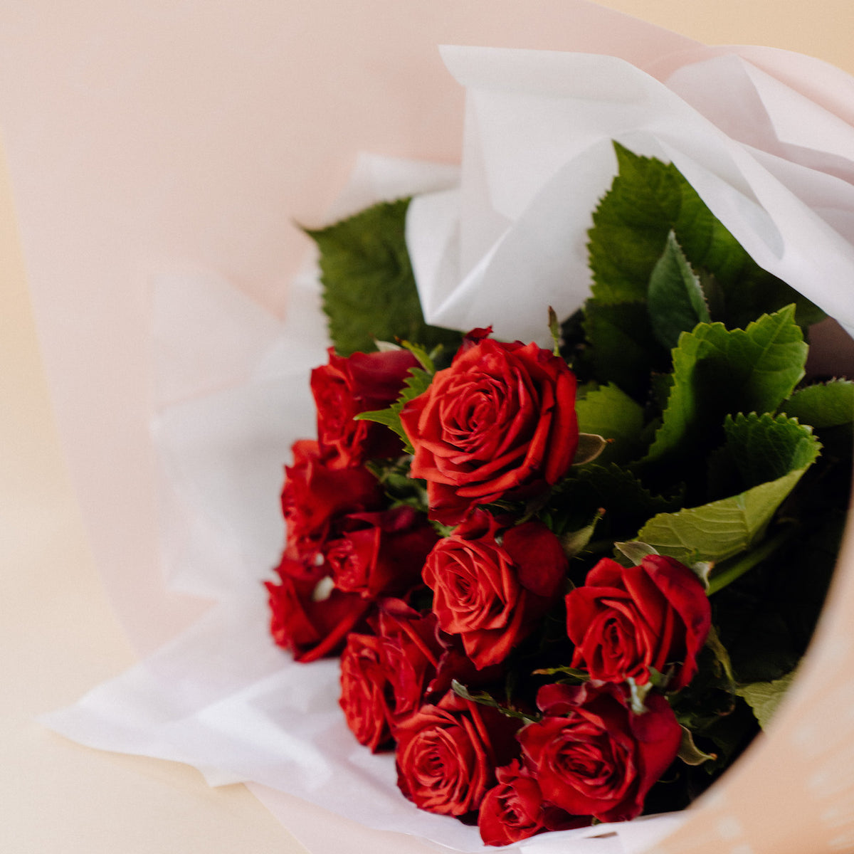 1 Dozen Red Roses in Blush Wrap