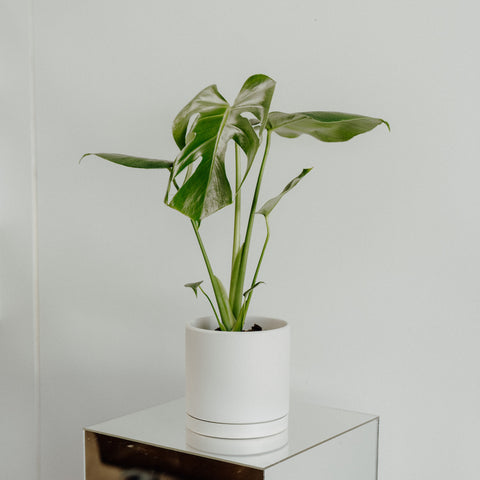 Monstera Plant in Pot