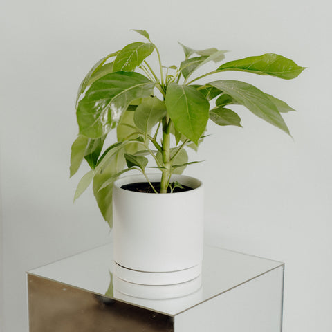 Schefflera Plant in Pot